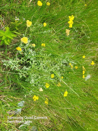 Sisymbrium loeselii iNat (1)