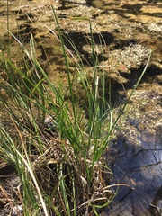 Carex decomposita