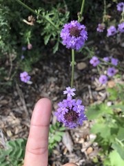 Glandularia lilacina