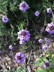 Glandularia lilacina