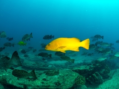 Mycteroperca rosacea