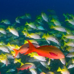 Cephalopholis colonus