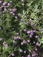 Glandularia lilacina