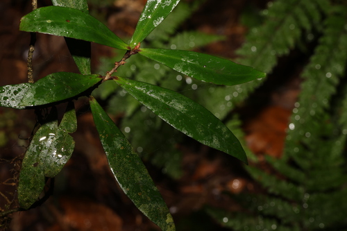 Image of Myrsine subsessilis by (c) Greg Tasney, some rights reserved (CC BY-SA)