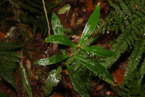 Image of Myrsine subsessilis by (c) Greg Tasney, some rights reserved (CC BY-SA)