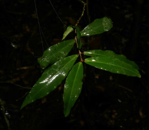 Image of Myrsine subsessilis by (c) Greg Tasney, some rights reserved (CC BY-SA)