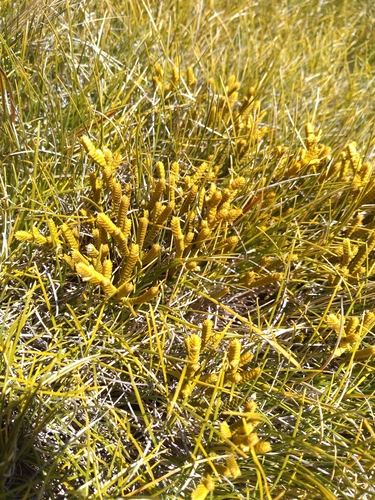 Image of Veronica lycopodioides by (c) Felix Collins, some rights reserved (CC BY)