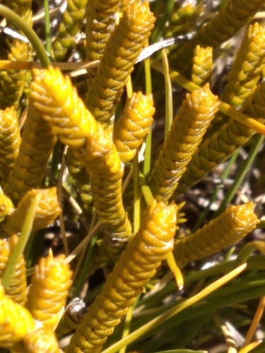 Image of Veronica lycopodioides by (c) Felix Collins, some rights reserved (CC BY)