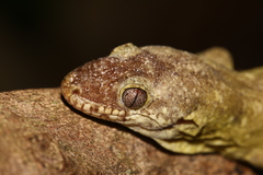 Rhacodactylus trachycephalus