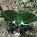 Papilio arjuna - Photo 由 Muhammad Al Fatih 所上傳的 (c) Muhammad Al Fatih，保留部份權利CC BY
