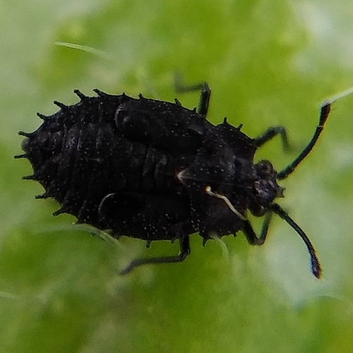 Margoji sietblakė nuotrauka