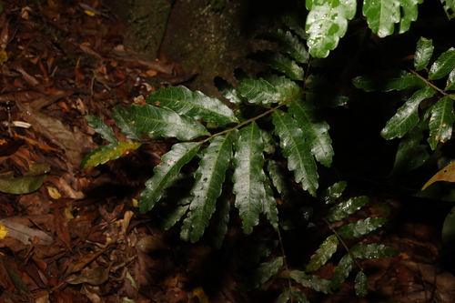 Image of Cupaniopsis baileyana by (c) Greg Tasney, some rights reserved (CC BY-SA)