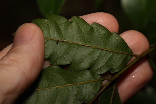 Image of Cupaniopsis baileyana by (c) Greg Tasney, some rights reserved (CC BY-SA)