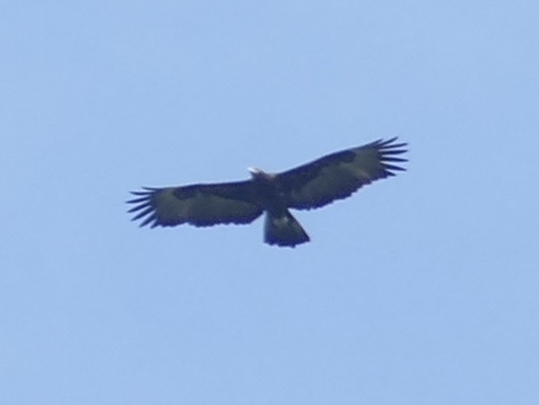 Gurney's Eagle (Aquila gurneyi), photo 7