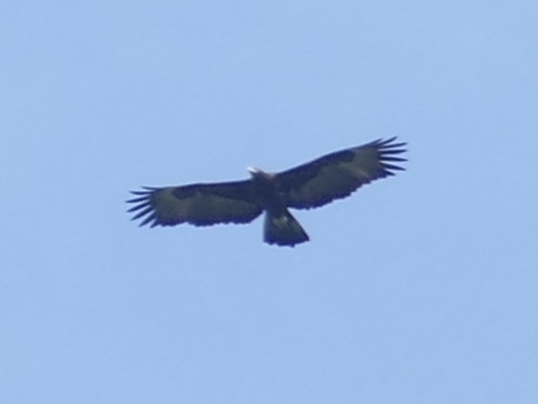 Gurney's Eagle (Aquila gurneyi), photo 1