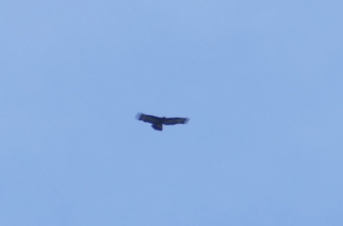 Gurney's Eagle (Aquila gurneyi), photo 6