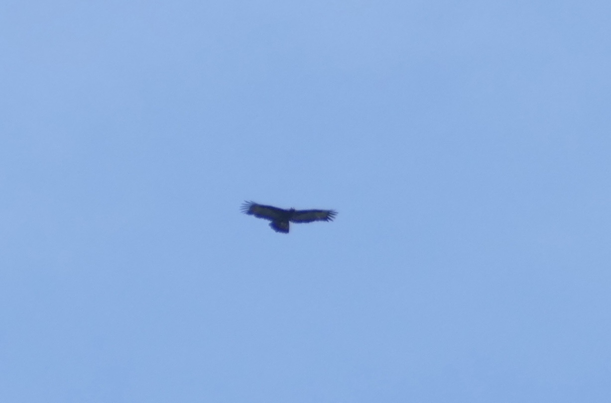 Gurney's Eagle (Aquila gurneyi), photo 2