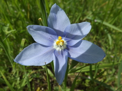 Nemastylis geminiflora