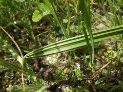 Nemastylis geminiflora
