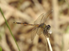 Brachymesia