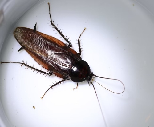 Smokybrown Cockroach