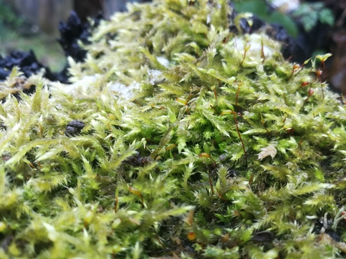 bankovec obyčajný (Brachythecium rutabulum)