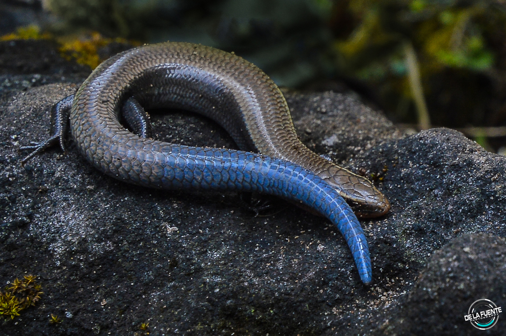 Dice's Short-Nosed Skink
