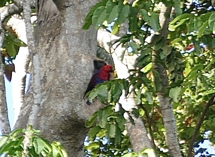 Moluccan Eclectus