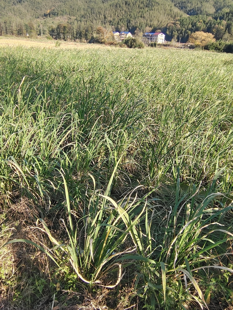 Manchurian wild rice from Yichun, CNJX, CN on November 20, 2023 at 03