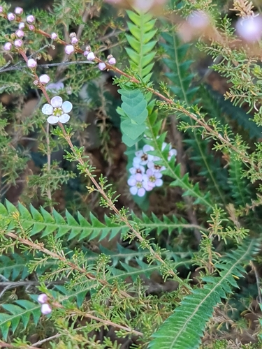 Image of Babingtonia camphorosmae by (c) Belinda Forbes, some rights reserved (CC BY)