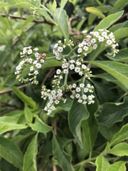 Tournefortia pubescens