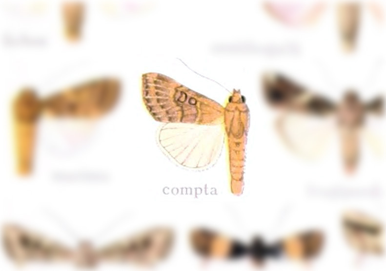 Spodoptera compta