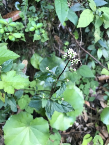Eupatorium variabile iNat (1)