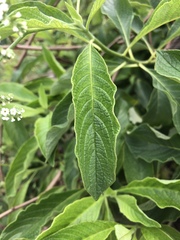 Tournefortia pubescens
