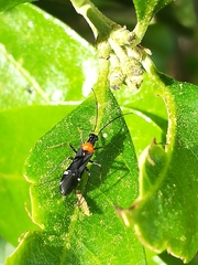 Pseudoxenetus regalis