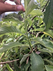 Tournefortia pubescens