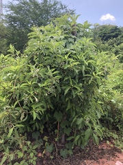 Tournefortia pubescens
