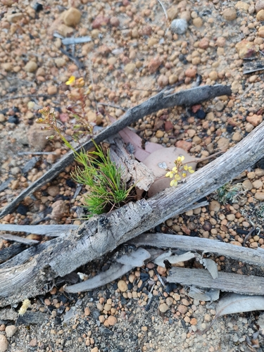 Image of Stylidium diuroides by (c) Belinda Forbes, some rights reserved (CC BY)