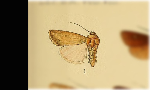 Spodoptera ochrea