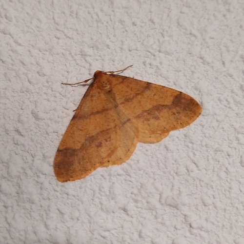 Scarce Umber Moth, Kwakkenberg, Nijmegen, Nederland, photo 6 of 10