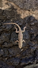 Sceloporus