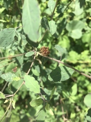 Porophyllum ruderale