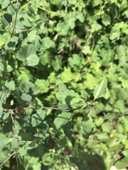 Porophyllum ruderale