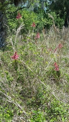 Erythrina herbacea image
