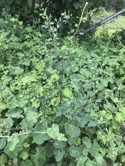 Porophyllum ruderale