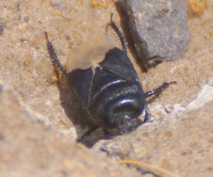 Cydnus aterrimus