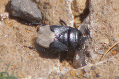 Cydnus aterrimus