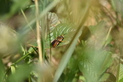 Rhodanthidium sticticum