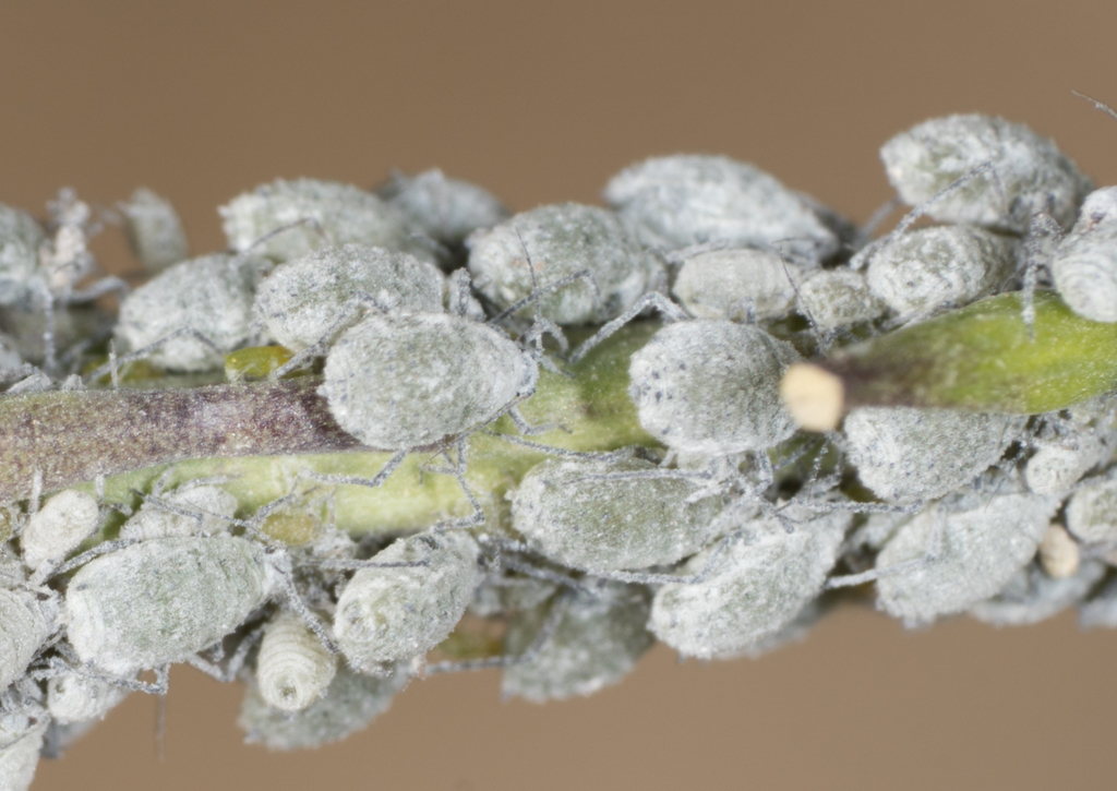 cabbage aphid