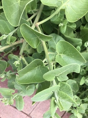 Cryptocarpus pyriformis